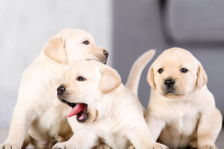 ¿Son Fáciles Los Cachorros De Labrador?