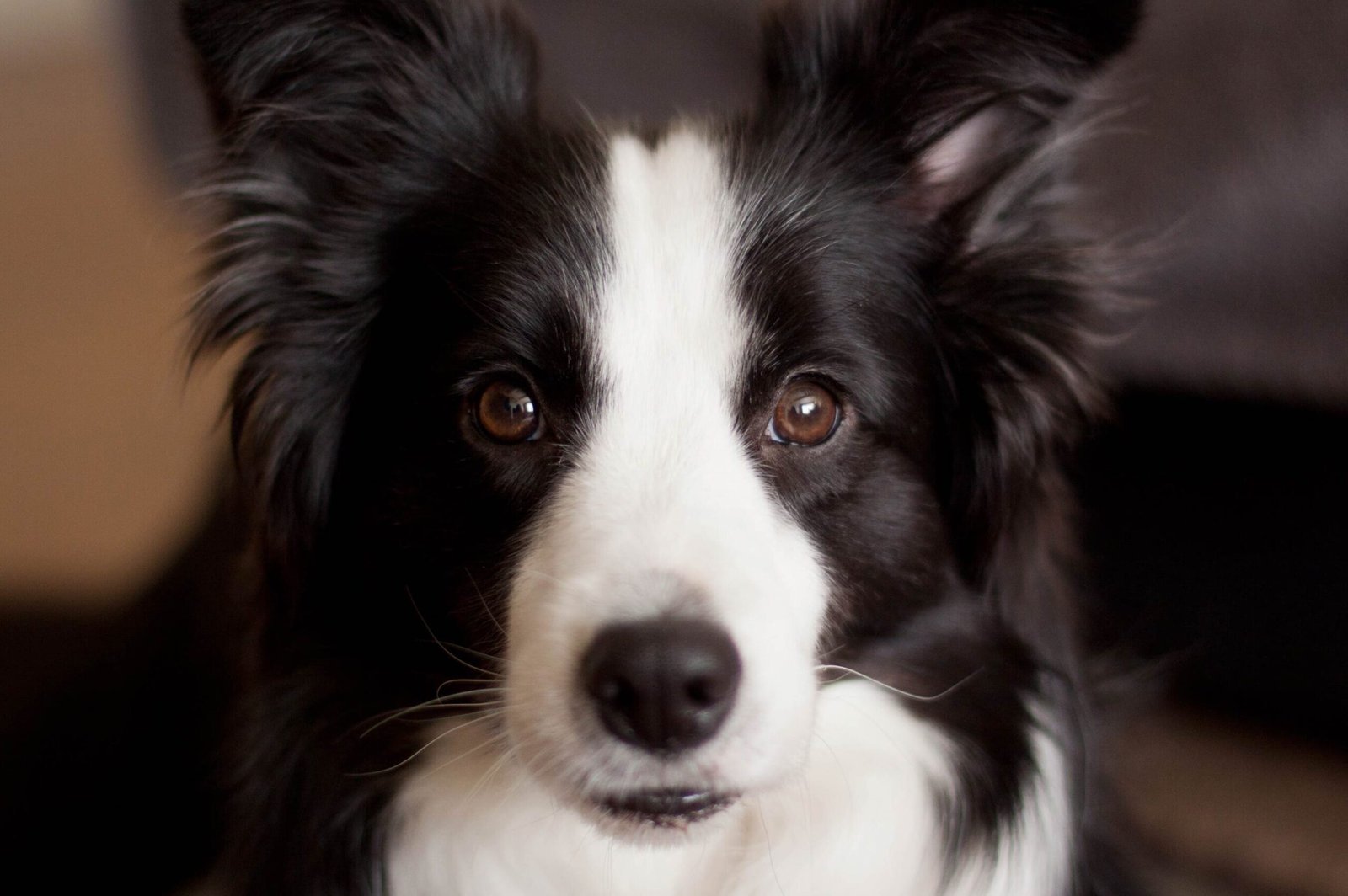 ¿Son Los Border Collies Machos Más Cariñosos?