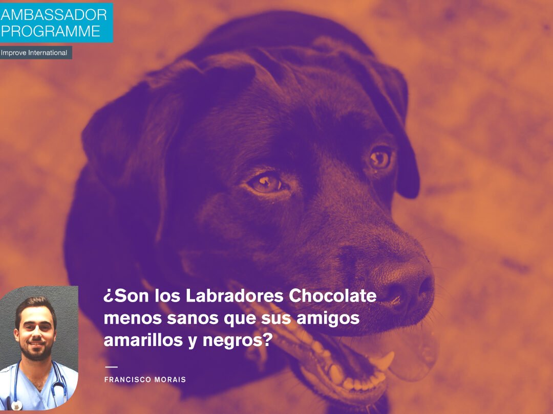 ¿Son Los Labradores De Chocolate Más Hiperactivos Que Los Amarillos O Los Negros?