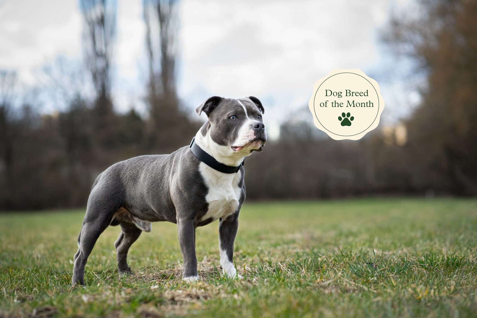 Staffordshire Bull Terrier: Raza, Características y Comportamiento