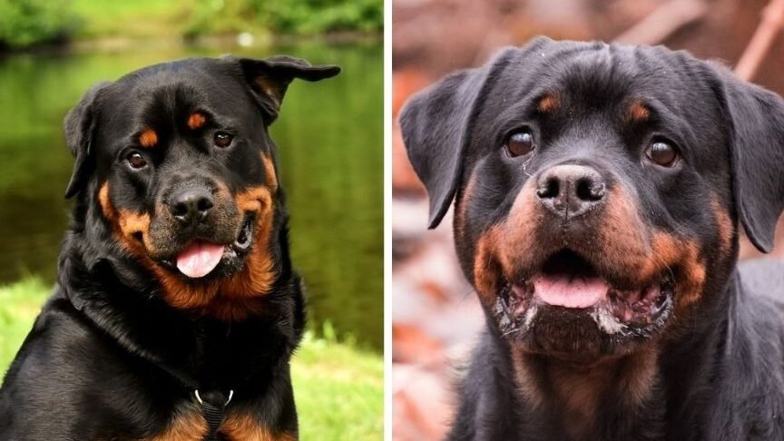 ¿Te Protegerá Un Rottweiler?