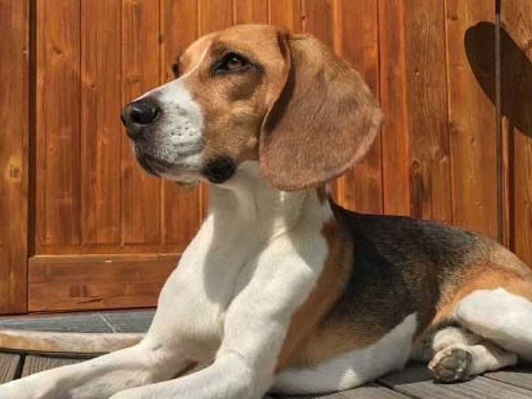 Todo lo que necesitas saber antes de tener un Beagle como mascota