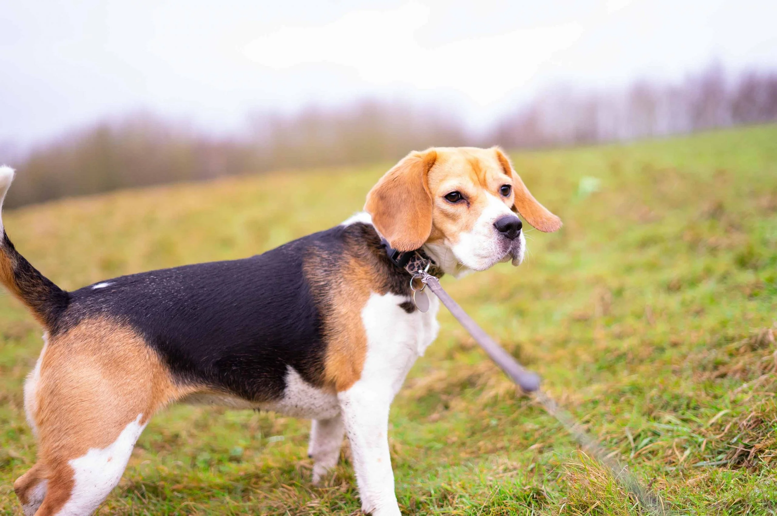 Todo lo que necesitas saber sobre el Beagle: raza, características y comportamiento