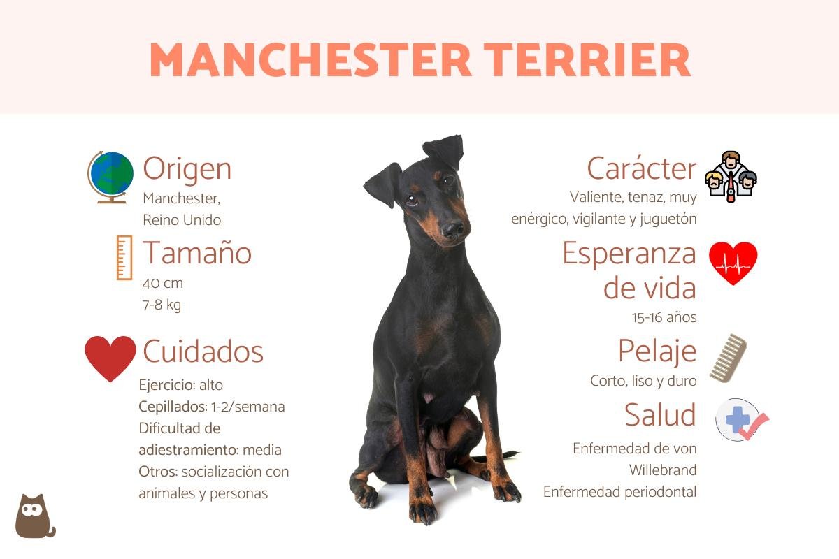 Todo lo que necesitas saber sobre el Manchester Terrier: raza, características y comportamiento
