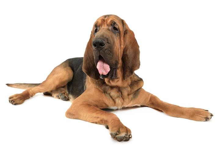 Todo sobre el Bloodhound: raza, características y comportamiento