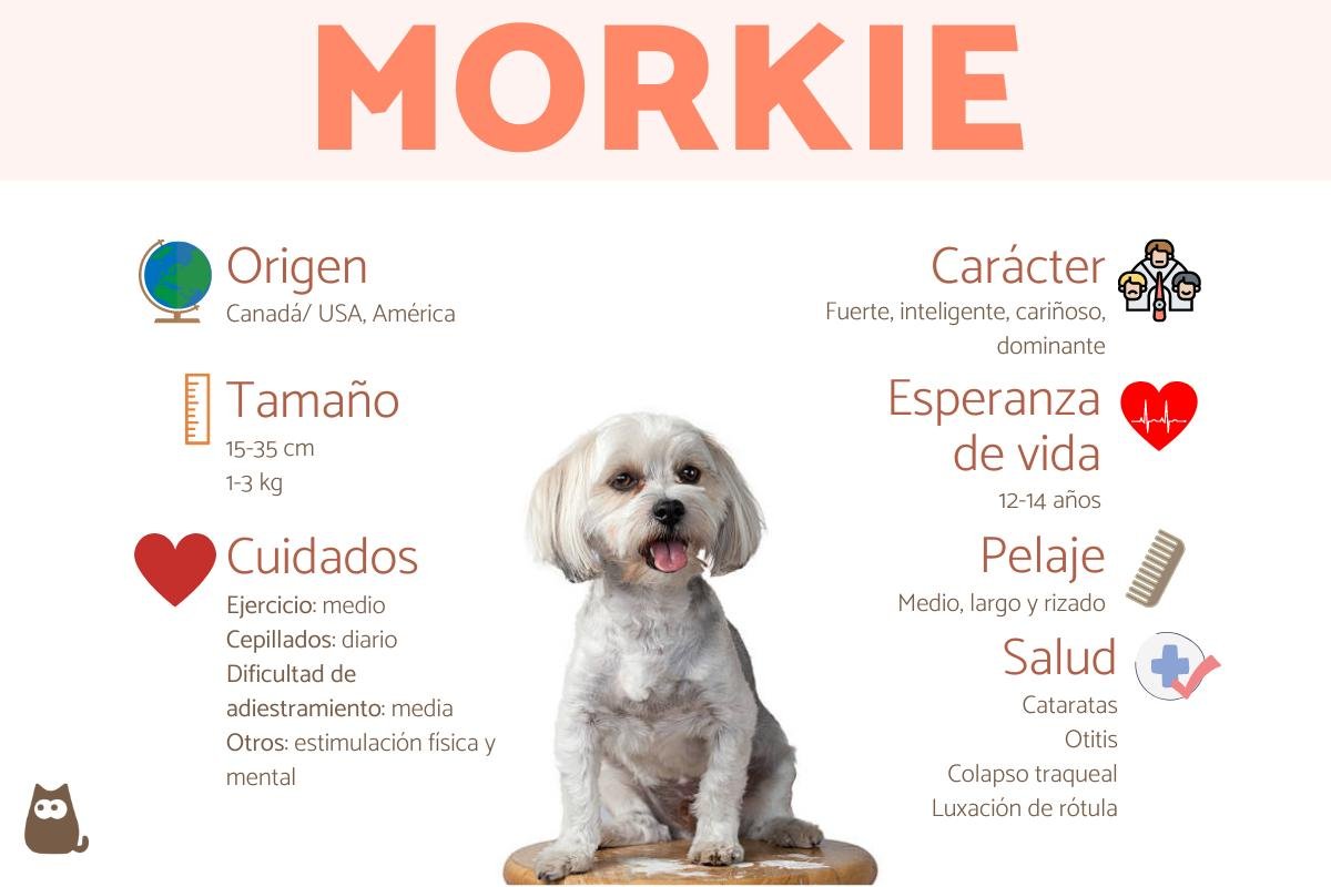 Todo sobre la raza Morkie: Características y comportamiento