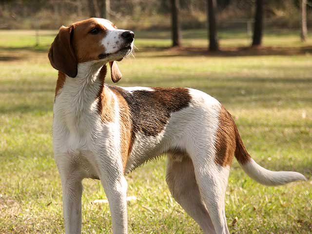 Treeing Walker Coonhound