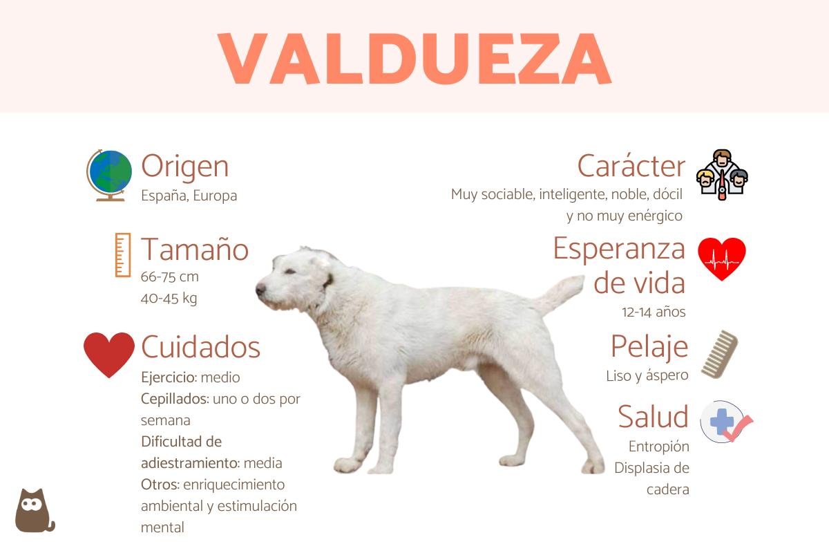 Valdueza o perro montero Valdueza