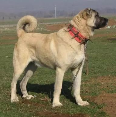 Kangal - Mordida 743 PSI