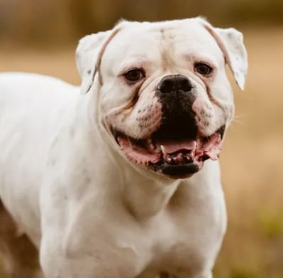 American Bulldog - Mordida 305 psi