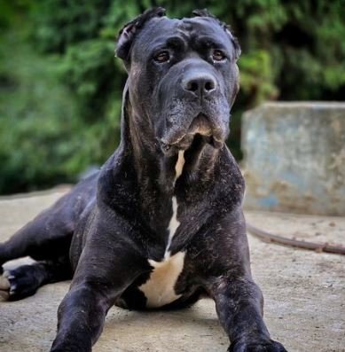 Bandog - Mordida 730 PSI