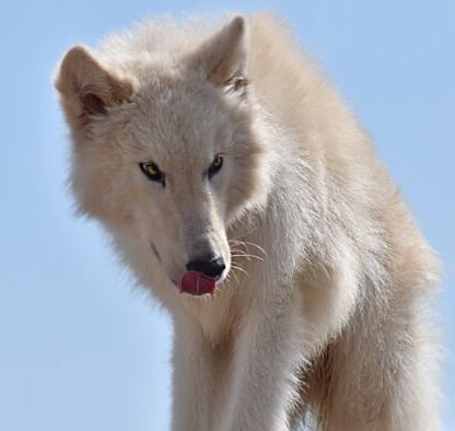 Perro Lobo Americano - Mordida 406 PSI