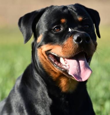 Rottweiler - Mordida 328 PSI